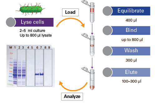 Protein purification miniprep workflow