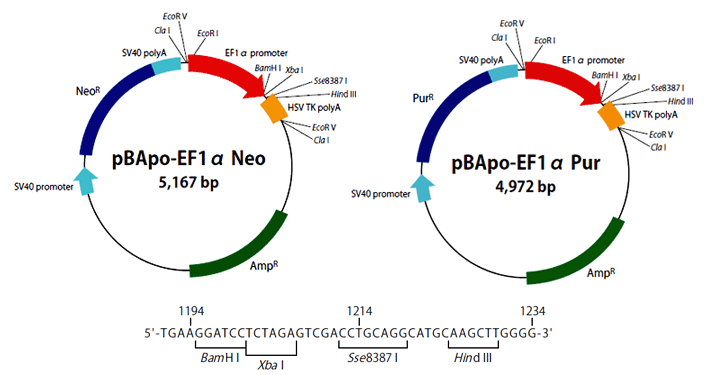 Vector map of pBApo-EF1alpha Neo