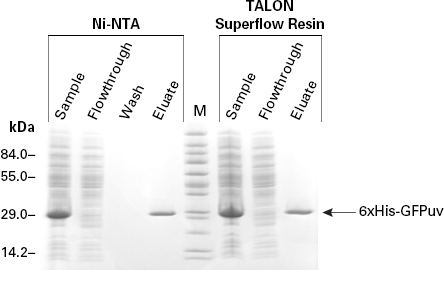 SDS-PAGE of FPLC fractions from 6xHis-GFPuv purification