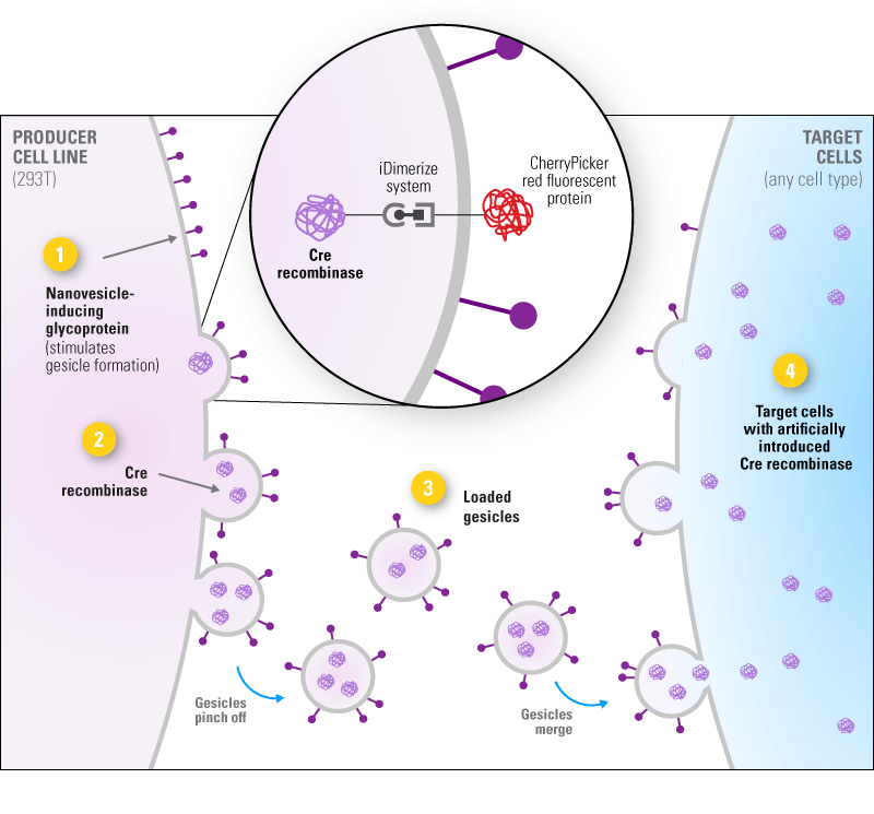 293T cells are used to produce Cre Recombinase Gesicles, which allow rapid and efficient genome modification in the target cells of your choice