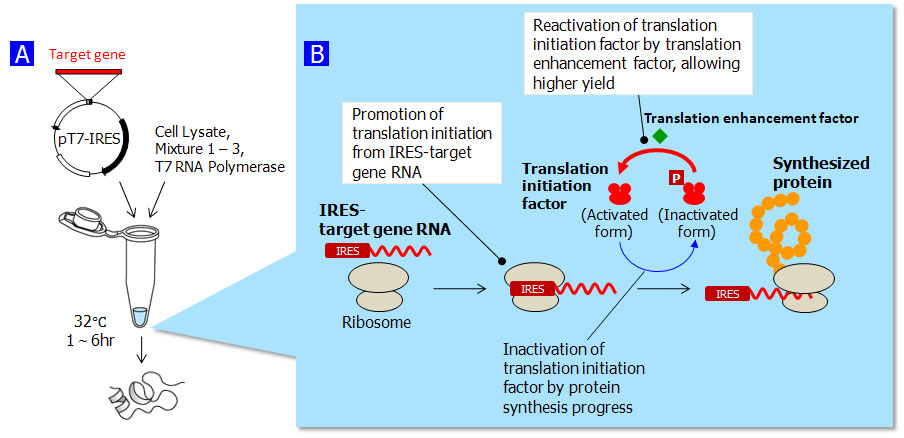Principle of the Human Cell-Free Protein Expression System