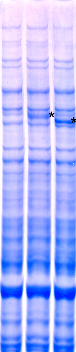 Synthesis of high molecular weight proteins using the Human Cell-Free Protein Expression System