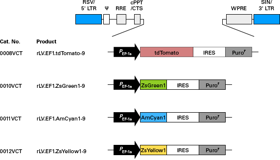 Map schematics of expression cassettes contained in particles for whole-cell labeling with fluorescent proteins