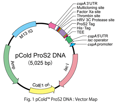 pCold ProS2 DNA: Vector Map