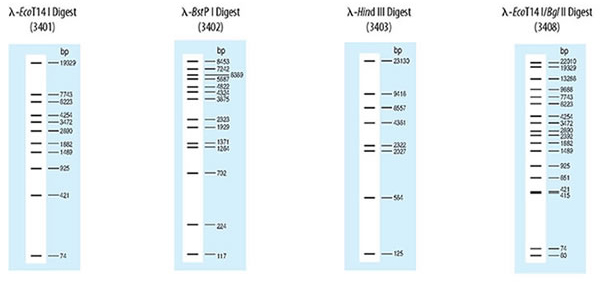 Migration patterns of Lambda-EcoT14 I Digest (Cat.# 3401), Lambda-BstP I Digest (Cat.# 3402), Lambda-Hind III Digest (Cat.# 3403), and Lambda-EcoT14 I/Bgl II Digest (Cat.# 3408)