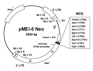 Vector map for pMEI-5 Neo