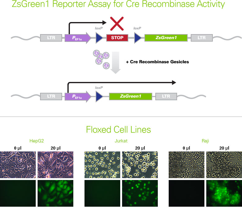 Visualization of ZsGreen1 reporter assay for Cre Recombinase Gesicles in various cell lines