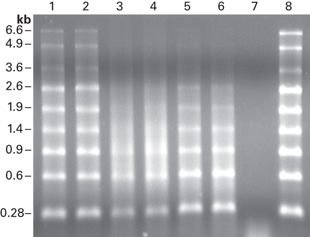 SMART MMLV RT has less RNase activity than the competition