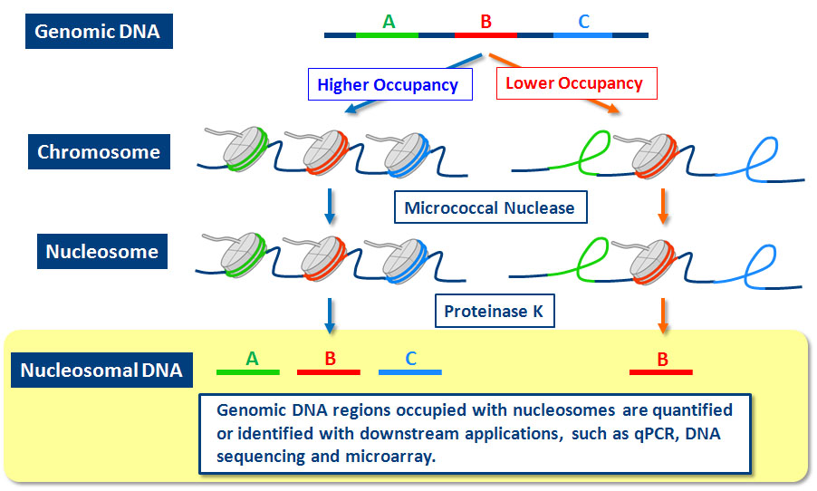 Genomic DNA regions occupied with nucleosomes are quantified or identified with downstream applications, such as qPCR, DNA sequencing, and microarray