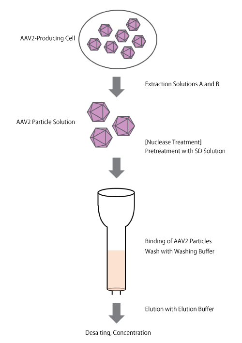Overview of AAV2 purification using the AAVpro Purification Kit (AAV2)