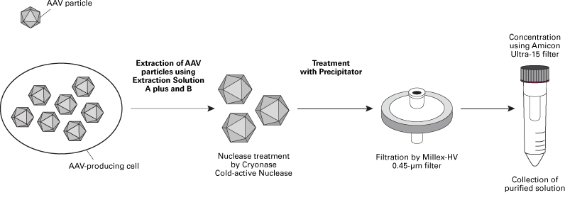 Summary of the AAV particle purification protocol using the AAVpro Purification Kit (All Serotypes)