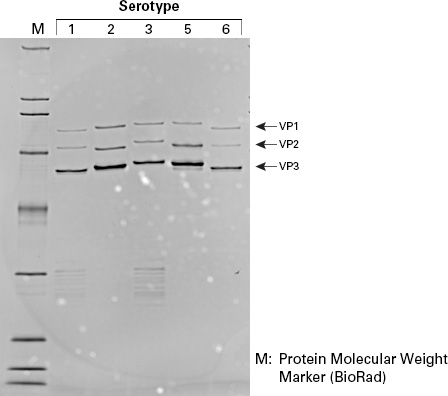 Purity of viral particles collected using the AAVpro Purification Kit (All Serotypes)