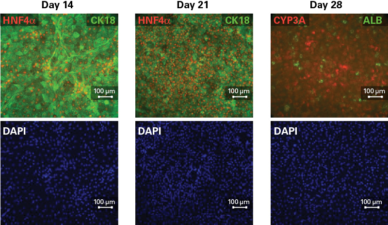 Immunocytochemistry analysis of hepatocyte differentiation