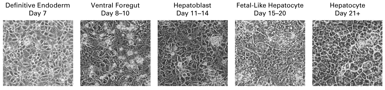Definitive endoderm (DE) cells were differentiated into hepatocytes using the Cellartis Hepatocyte Differentiation Kit