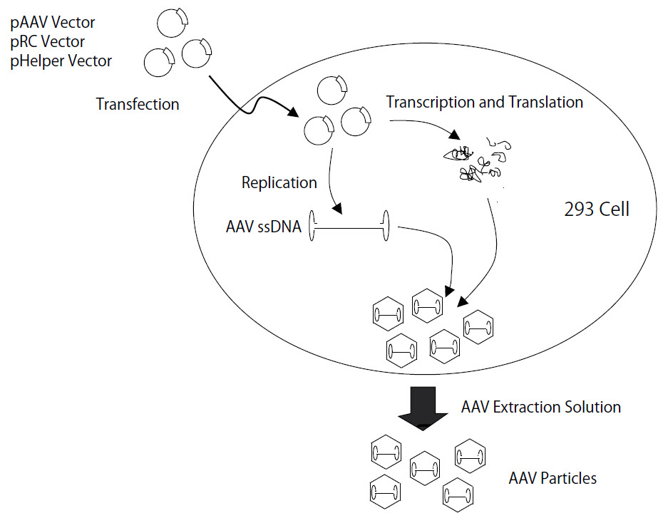 AAVpro Helper Free System workflow