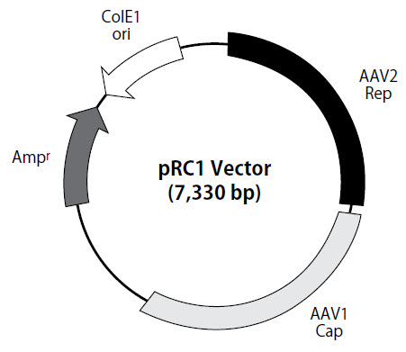 pRC1 vector map