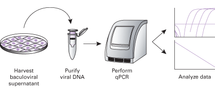 The BacPAK qPCR Titration Protocol