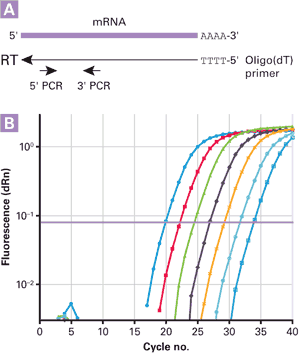 SMART MMLV RT synthesizes long, full-length cDNAs