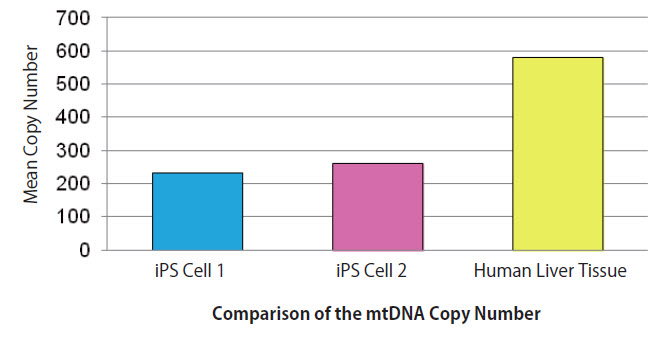 Comparison of mtDNA copy number in two iPSC lines and human hepatic tissue