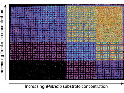 Use of secreted Metridia luciferase in a high-throughput screening (HTS) application