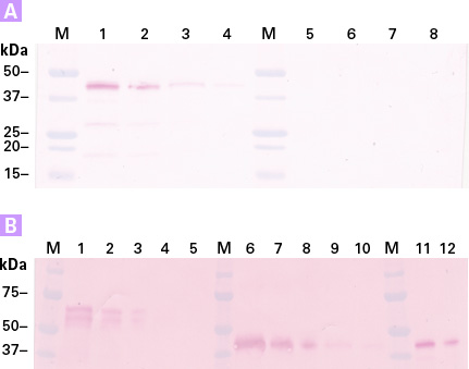 Highly sensitive and selective detection of purified glycoproteins with Clontech’s Glycoprotein Western Detection Kit