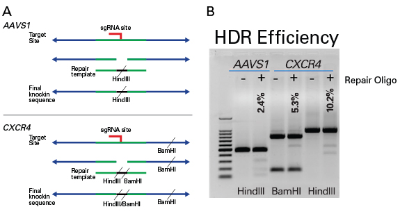 Homology-directed repair at the AAVS1 or CXCR4 genes