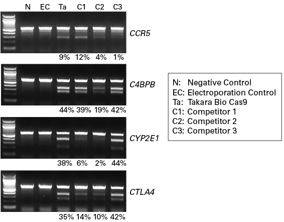 Gene knockouts in the Cellartis hiPSC-18 cell line
