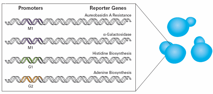Four reporters give the Matchmaker Gold Yeast Two-Hybrid System its high stringency