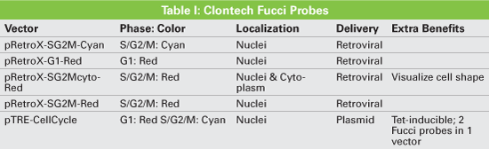 Retrovirus- and plasmid-based vectors for the delivery of a variety of Fucci probes to monitor the cell cycle