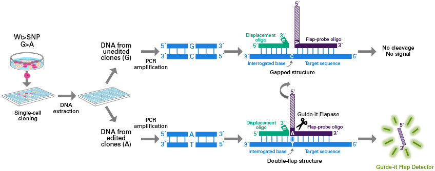 Schematic of the Guide-it SNP Screening Kit workflow.