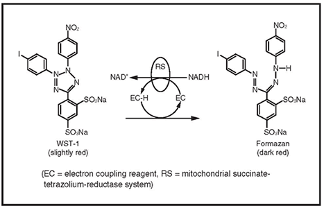 Cleavage of the tetrazolium salt (WST-1) to formazan