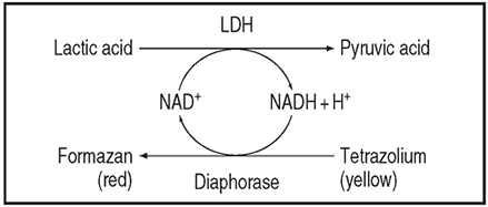 Principle of measurement of LDH cytotoxicity