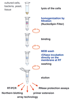 NucleoSpin RNA II procedure