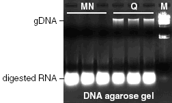 Residual Genomic DNA Comparison on an Agarose Gel