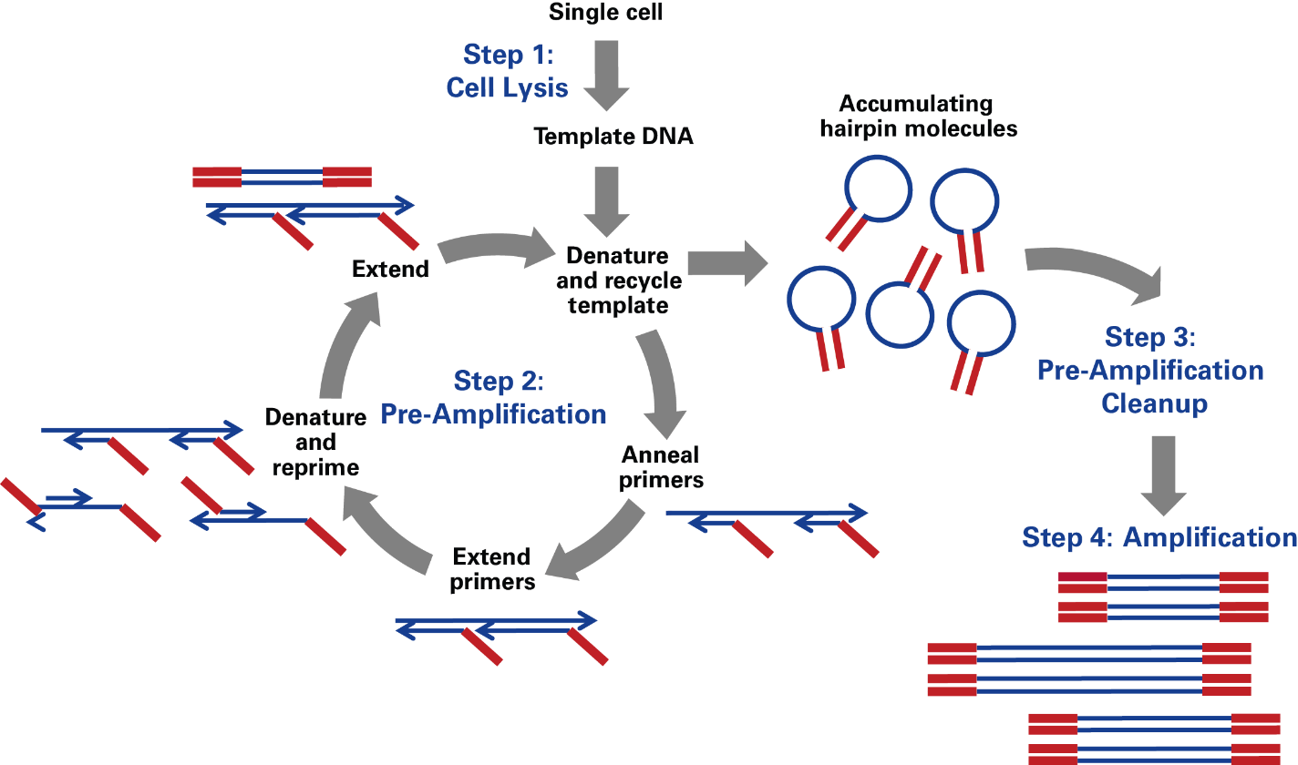 SMARTer PicoPLEX Gold Single Cell DNA-Seq technology: a four-step reaction that starts with a single cell