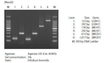 PCR with bisulfite-treated HeLa genomic DNA as template