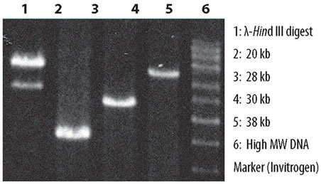 Amplification of E. coli genomic DNA regions with Takara LA Taq polymerase.