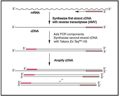 Principle of RNA PCR Kit, Version 3.0