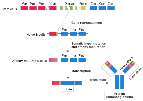 Development of B-cell receptors