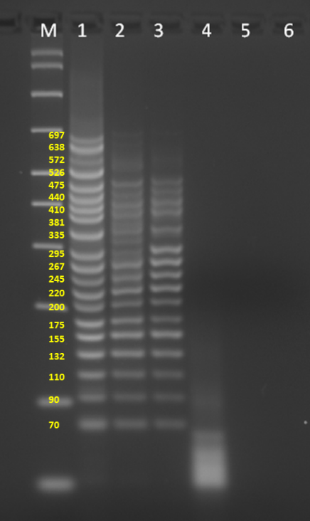 Successful amplification of 20-plex PCR with a short PCR cycle time using SuperPlex Premix, but not other multiplex master mixes