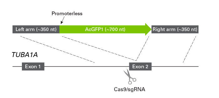 Schematic of Cas9-sgRNA cleavage site and ssDNA construct designed for knockin of AcGFP1 at the TUBA1A locus