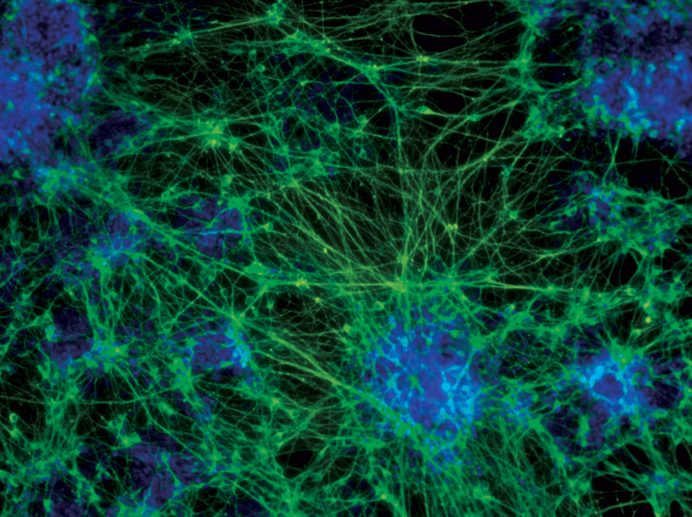 Mouse embryonic stem cells differentiate into neurons when cultured in adherent monoculture with NDiff N2-supplemented basal media