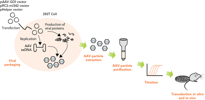 Workflow for AAV particle production