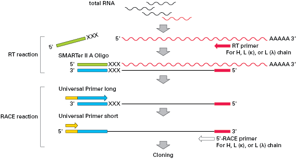 Workflow for cloning antibody variable region