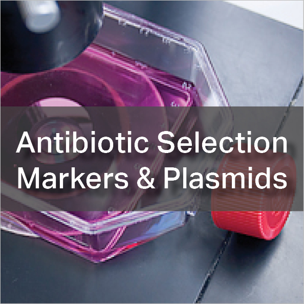 Antibiotic Selection Markers and Plasmids