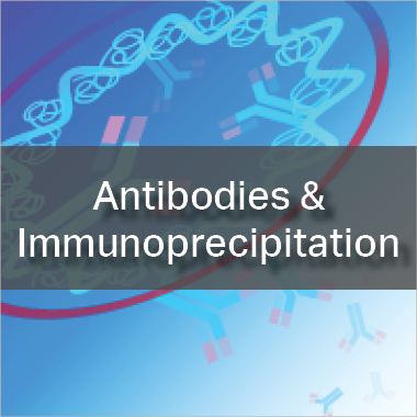Antibodies & Immunoprecipitation