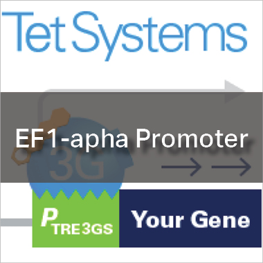 Tet-On 3G systems - EF1-alpha Promoter