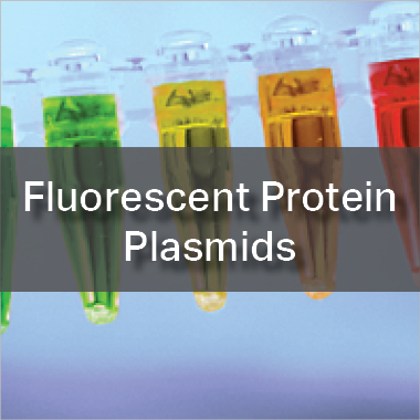 Fluorescent Protein Plasmids