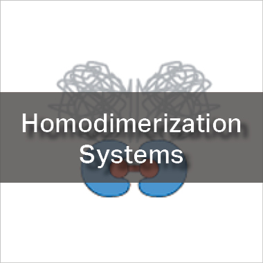Homodimerization Systems