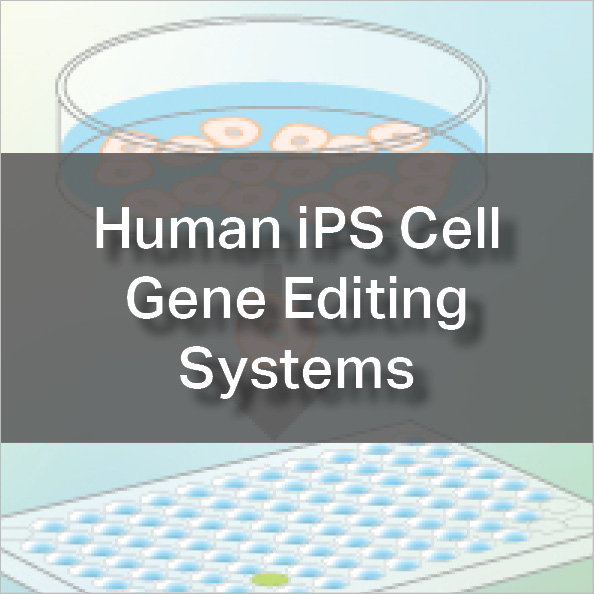Human iPS Cell Gene Editing Systems